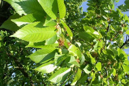 spring tree nature