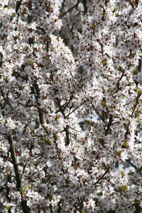 spring bloom garden