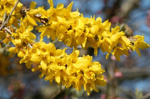 spring bloom garden