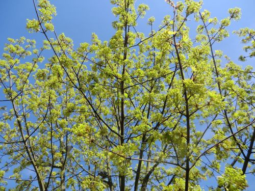 spring trees light