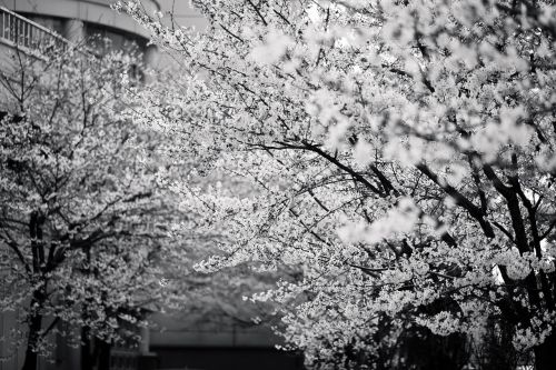 spring black and white foliage