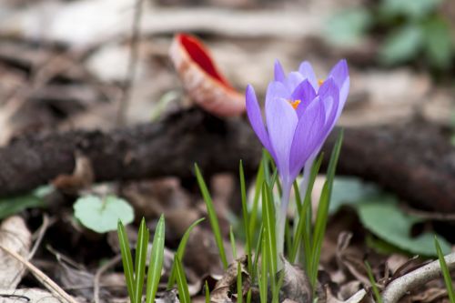 spring flower purple