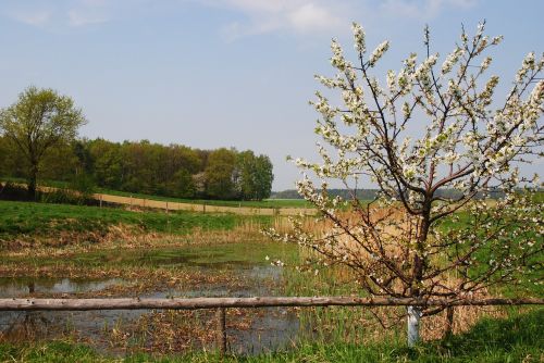 spring nature flowering tree