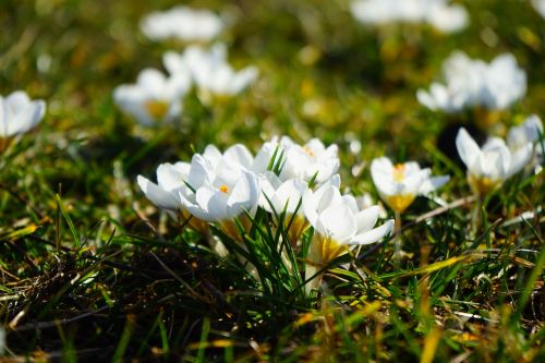 spring meadow crocus