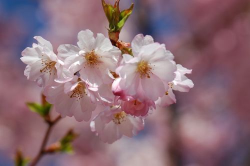 spring blossom bloom