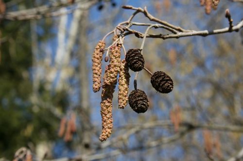 spring a branch birch