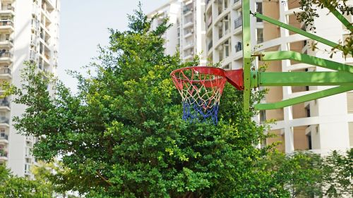 spring sunshine basketball