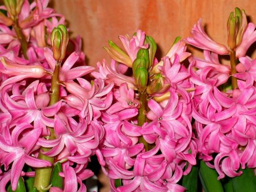 spring hyacinth flower