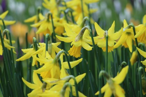 spring daffodils march