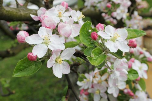 spring cherry flowering