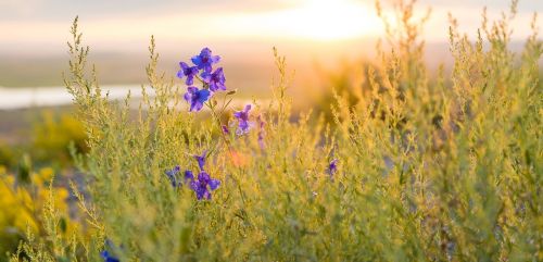 spring flowers sun