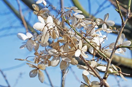 spring branch wilted