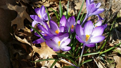 spring flowers crocus