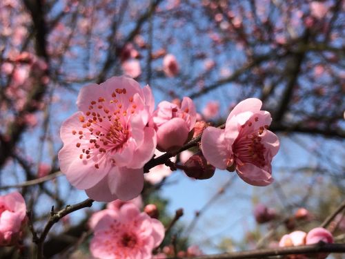 spring plum blossom blue sky