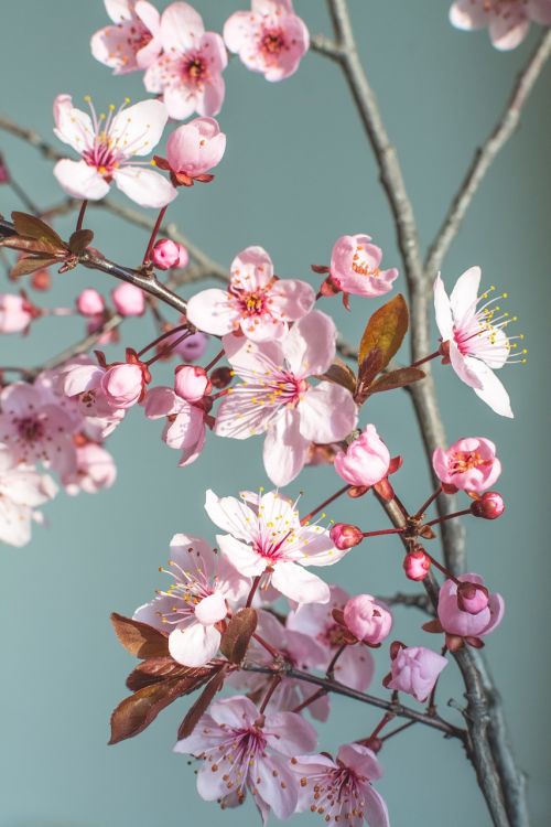 spring flower nature