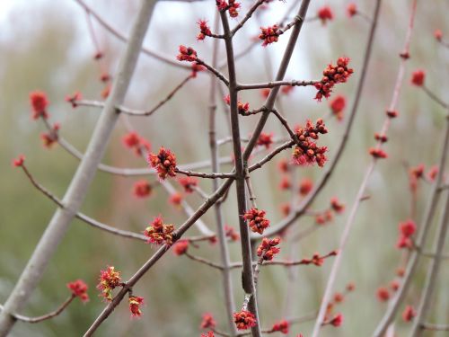 spring blooming nature