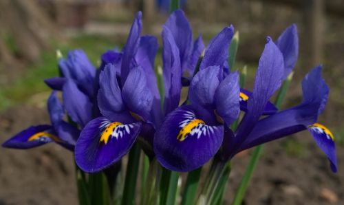 spring crocus flower purple