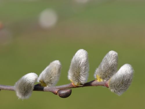 spring hairy willow catkins