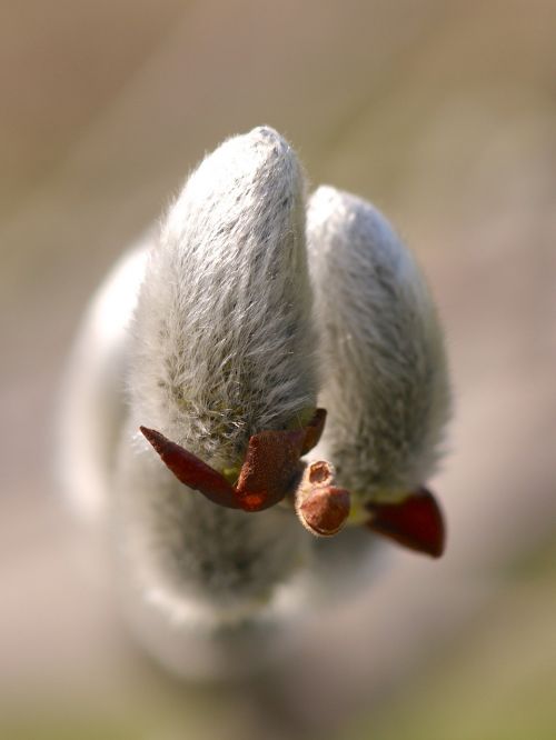 spring willow catkin grazing greenhouse