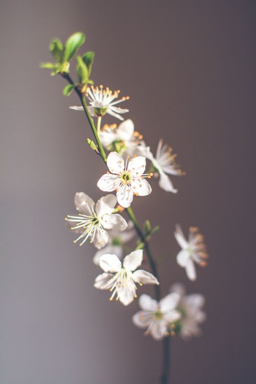 spring cherry blossom spring flower