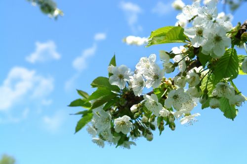 spring flowers nature