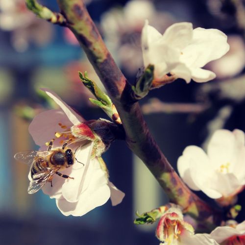 spring bloom branch