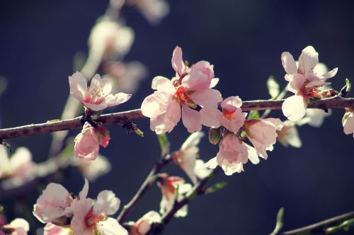 spring bloom branch
