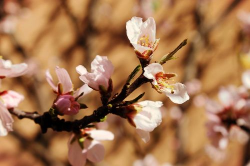 spring bloom branch