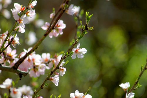 spring bloom branch