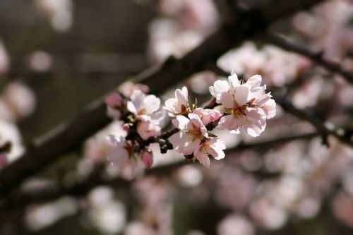 spring bloom branch