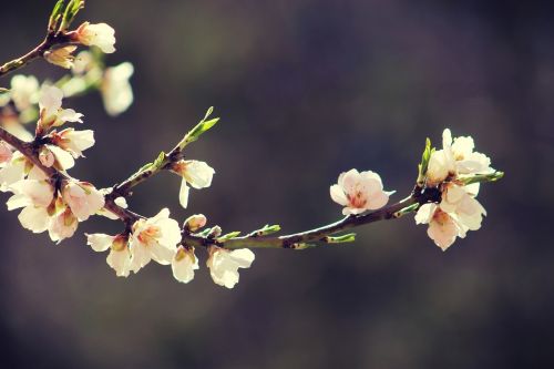 spring bloom branch