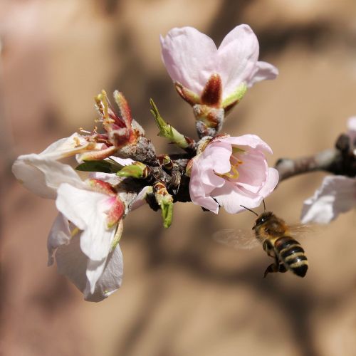 spring bloom branch