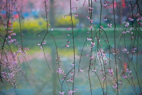 spring cherry blossom flower
