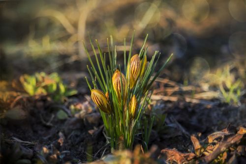 spring krokus yellow