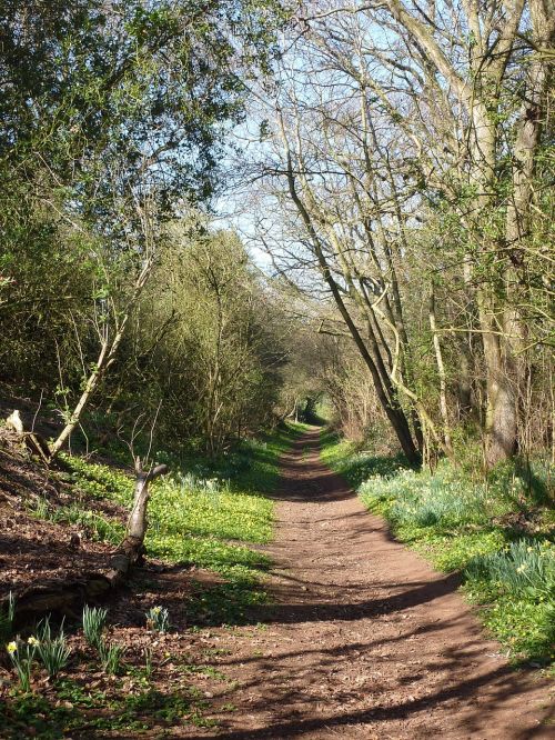 spring woodland outdoor