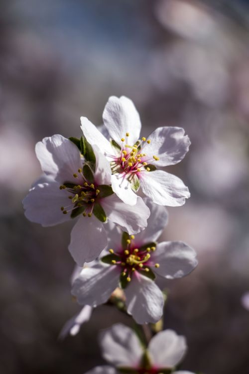 spring flower white