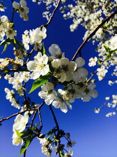 spring bloom garden