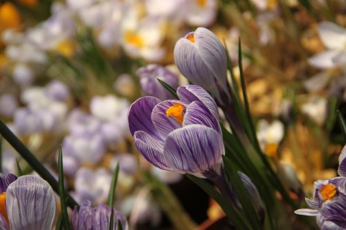 spring crocus flower