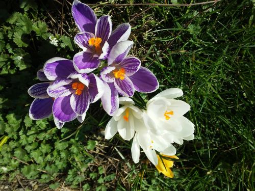 krokus spring wiosna