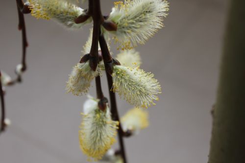 spring plant flowering