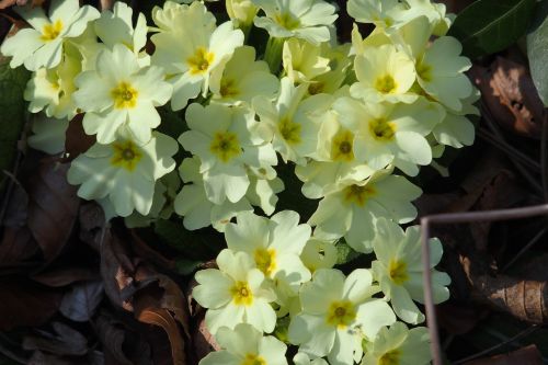 spring primrose plant