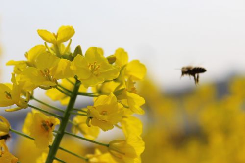 spring plant rape