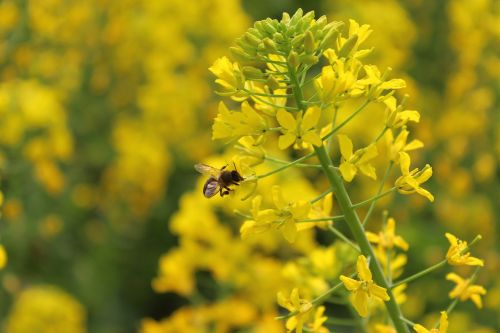 spring plant rape