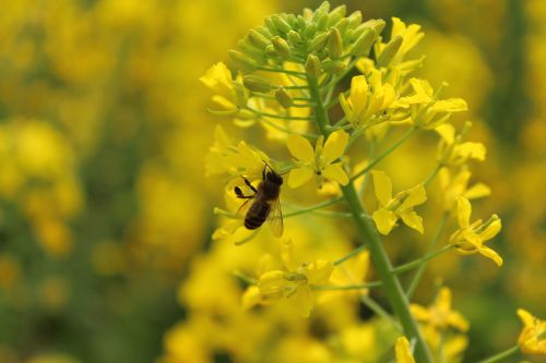 spring plant rape