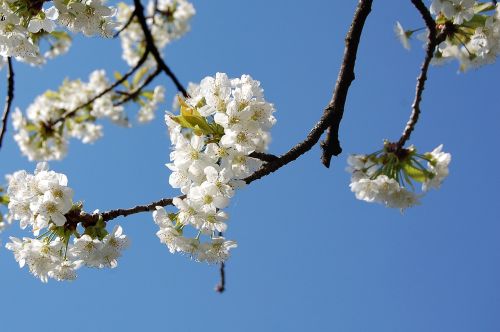 spring cherry tree cherry blossom