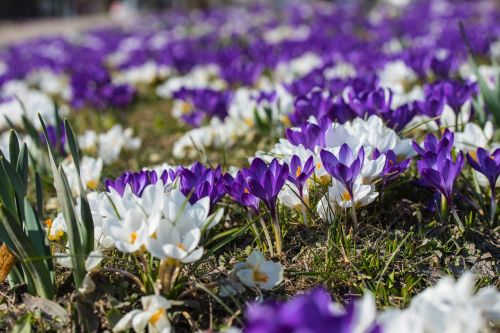 spring crocus violet
