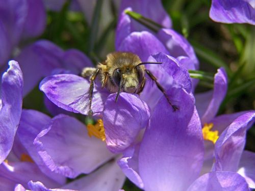 spring bee insect