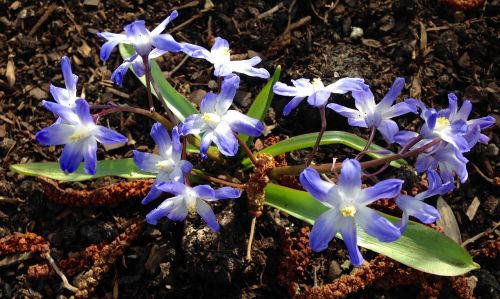 spring flowers glory of the snow