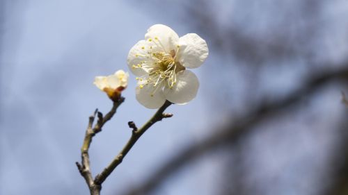 spring takeshi bud