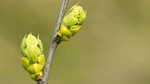 spring takeshi bud